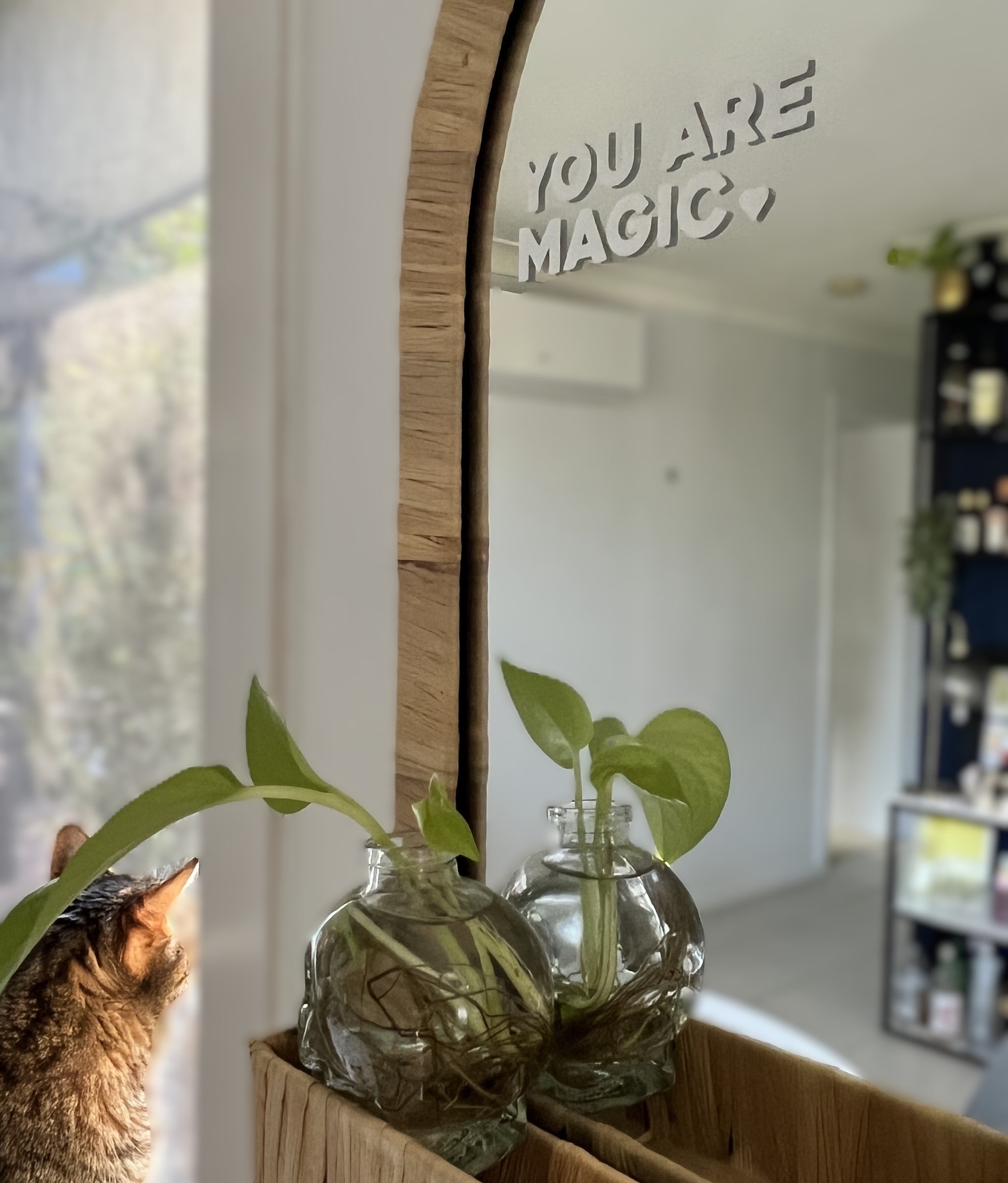 Cat looking at a mirror with 'You Are Magic' text and decorative bottles on a shelf.